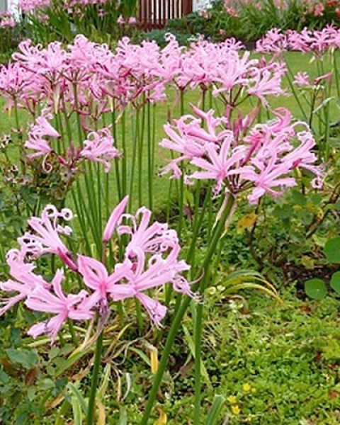 Nerine bowdenii-22